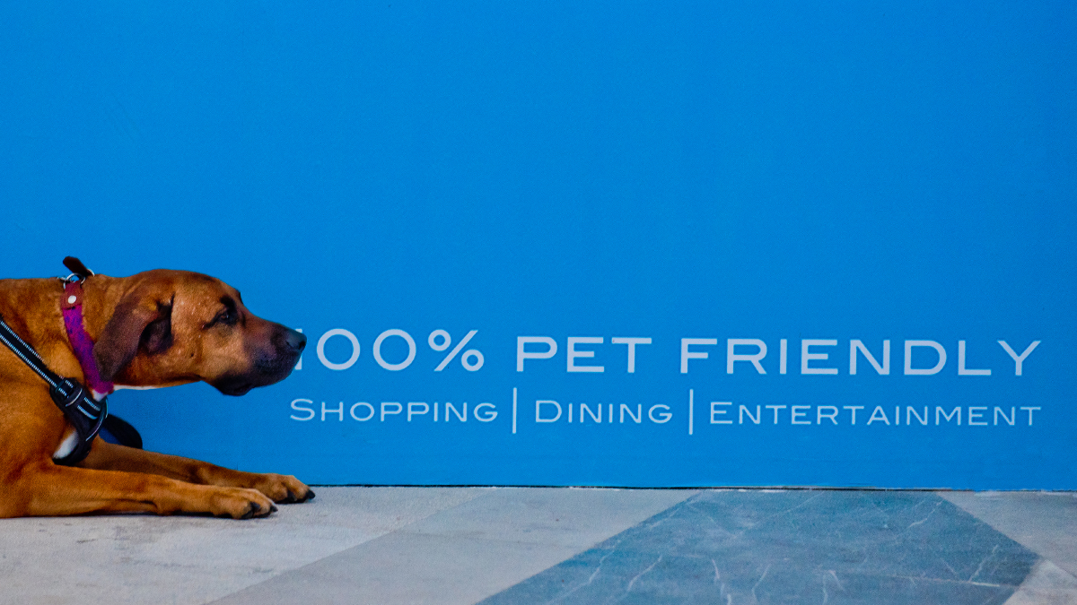 What Does Pet Friendly Mean? A Dog’s Point of View Pet Friendly Yucatan