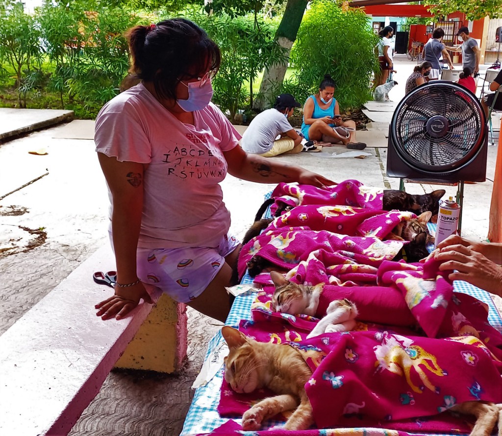 Cats in recovery at mass sterilisation clinic in Mexico.