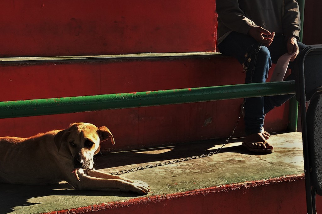 Dog and owner waiting at a mass sterilisation clinic in Mexico