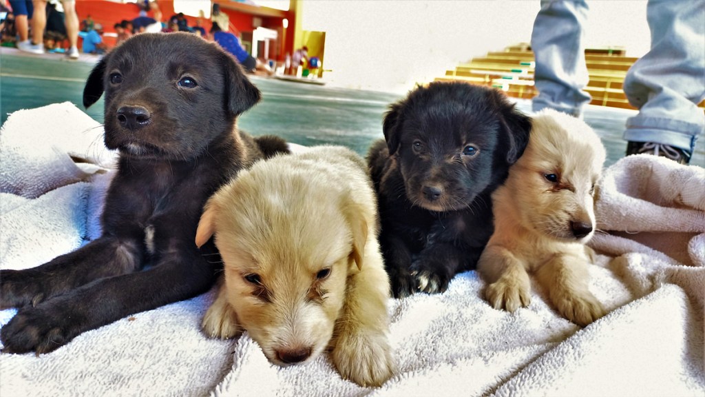 Cute puppies waiting to be sterilised at mass sterilisation in Mexico