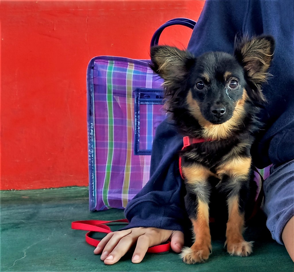 Small dog waiting for sterilisation at clinic in Mexico