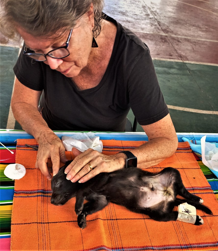 Puppy being examined by volunteer at sterilisation clinic in Mexico