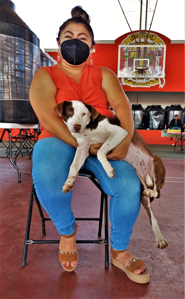 Dog waiting to be spayed at sterilisation clinic in Mexico