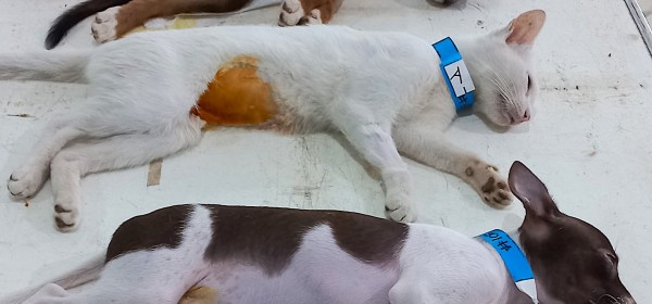 Puppies and kittens prepped to be spayed and neutered.