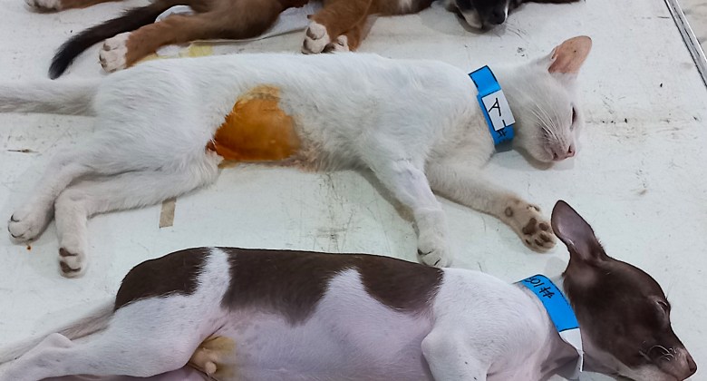 Puppies and kittens prepped to be spayed and neutered.