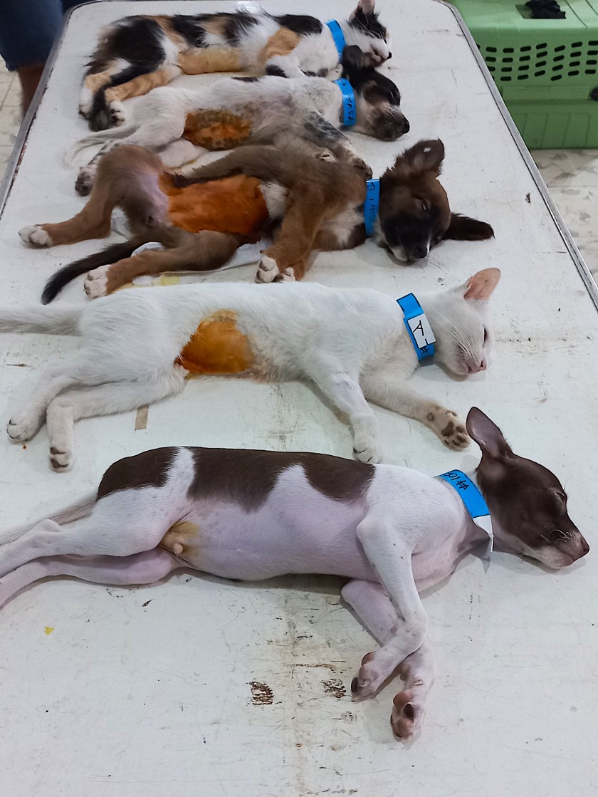 Puppies and kittens prepped to be spayed and neutered.