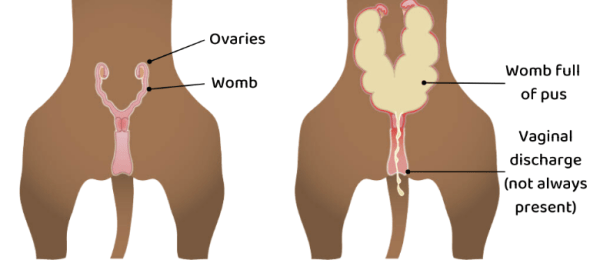 Pyometra is a potentially deadly infection of the uterus in dogs. The only prevention is spaying.